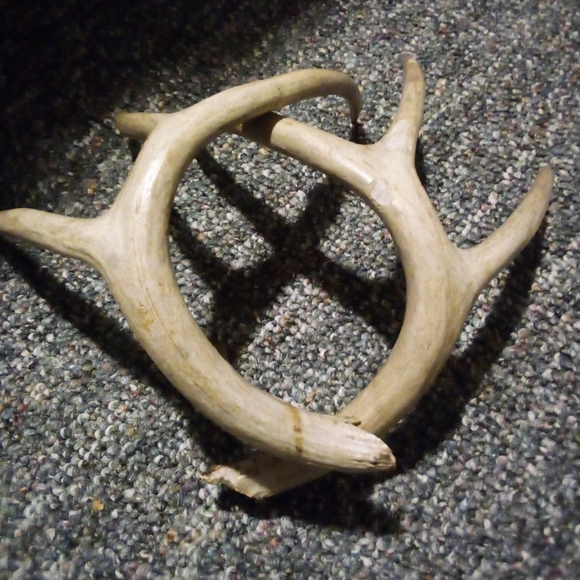 Set Of Whitetail Deer Antlers Naturally Shed - Picture 6 of 7